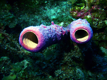 Eponges -  Bahamas - 